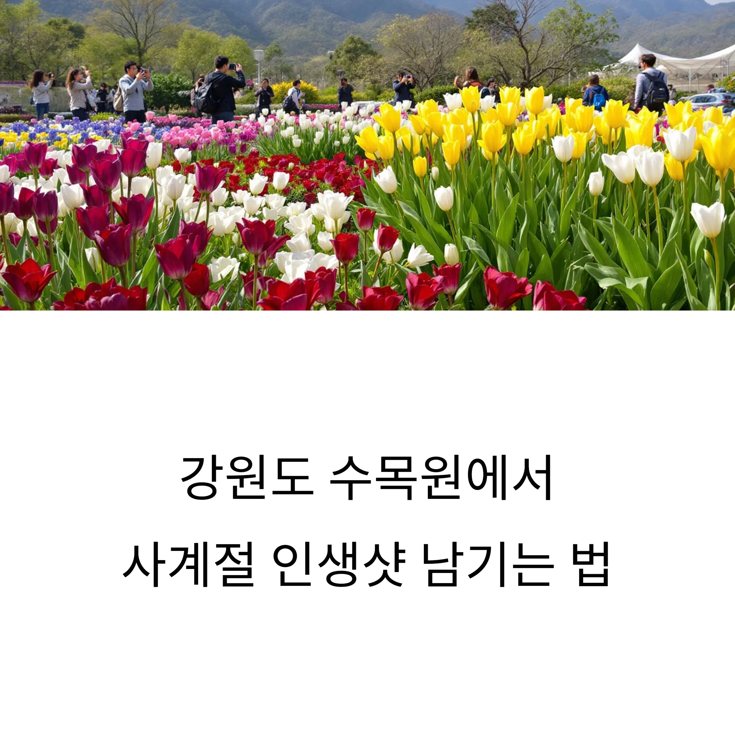 사계절 인생샷! 강원도 수목원 포토 명소 완전정리