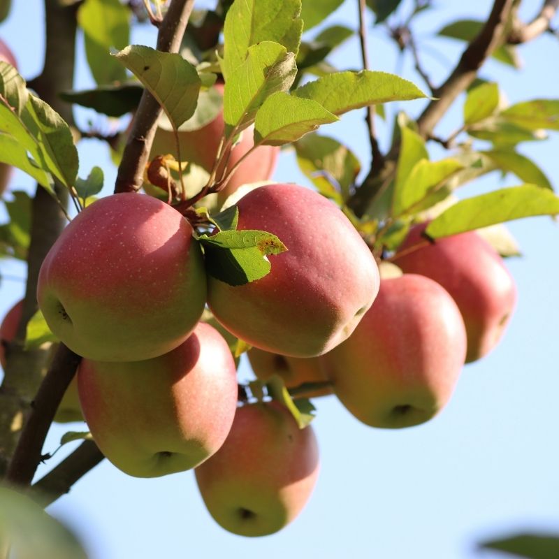 사과가 건강에 미치는 5가지 효과