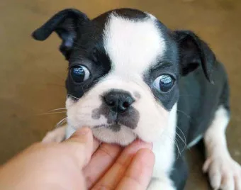 보스턴 테리어 애교만점 강아지 특징_22