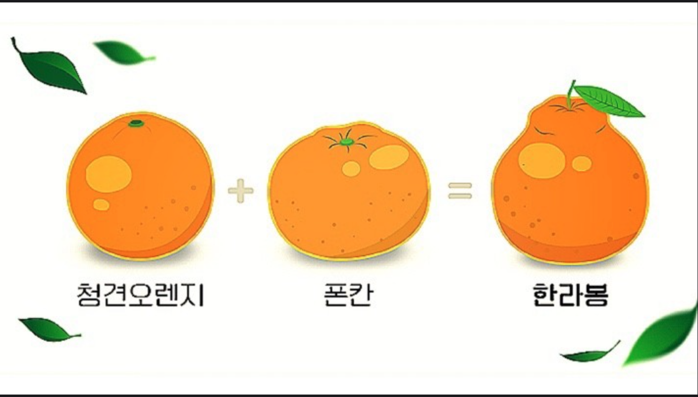 청견오렌지 폰칸 한라봉