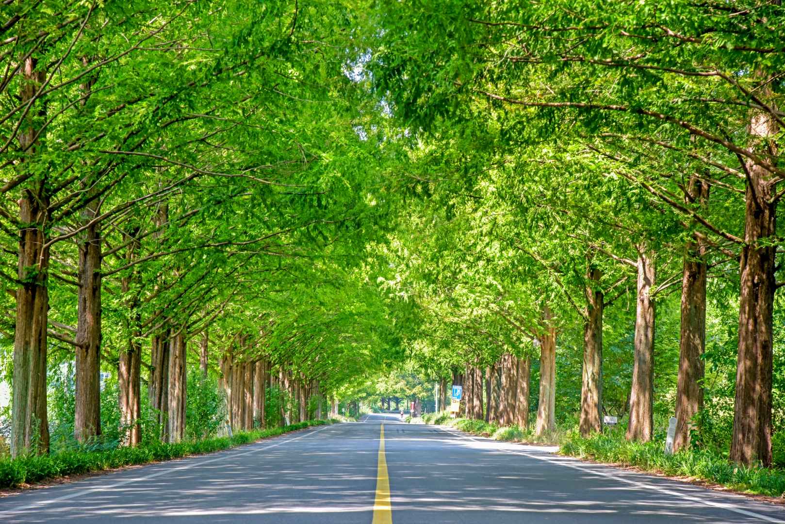 메타세쿼이아가로수길