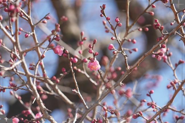양산 통도사 홍매화 보러 가기 전 필독! 주차요금과 오전 방문 꿀팁 (2월 여행지)