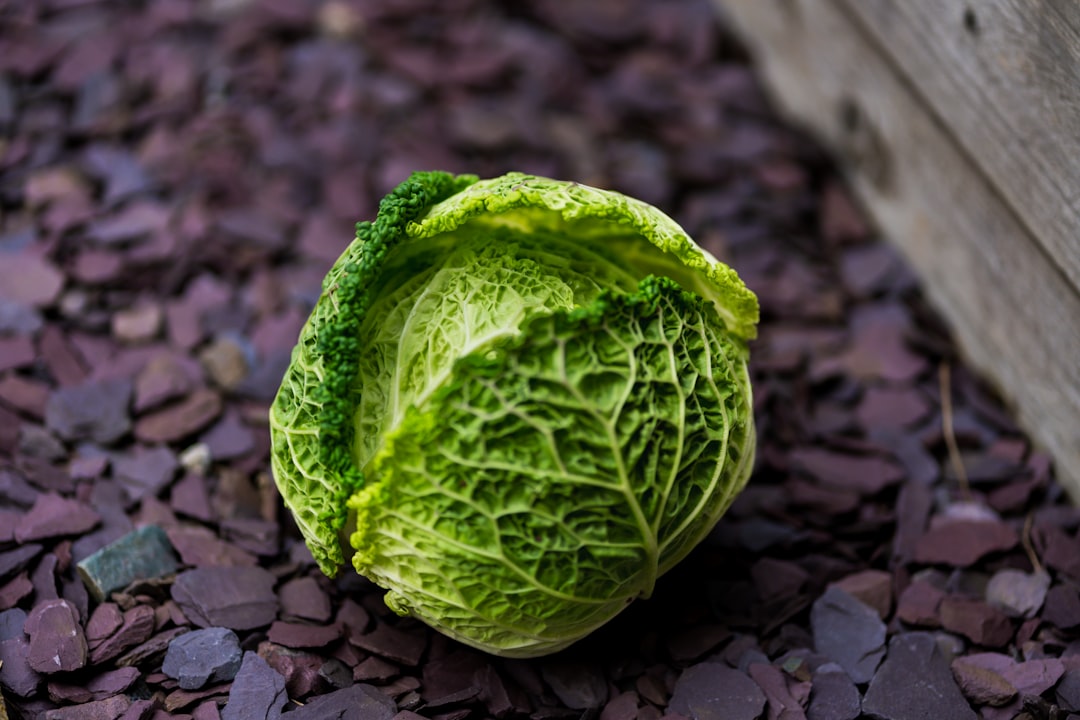 Cabbage