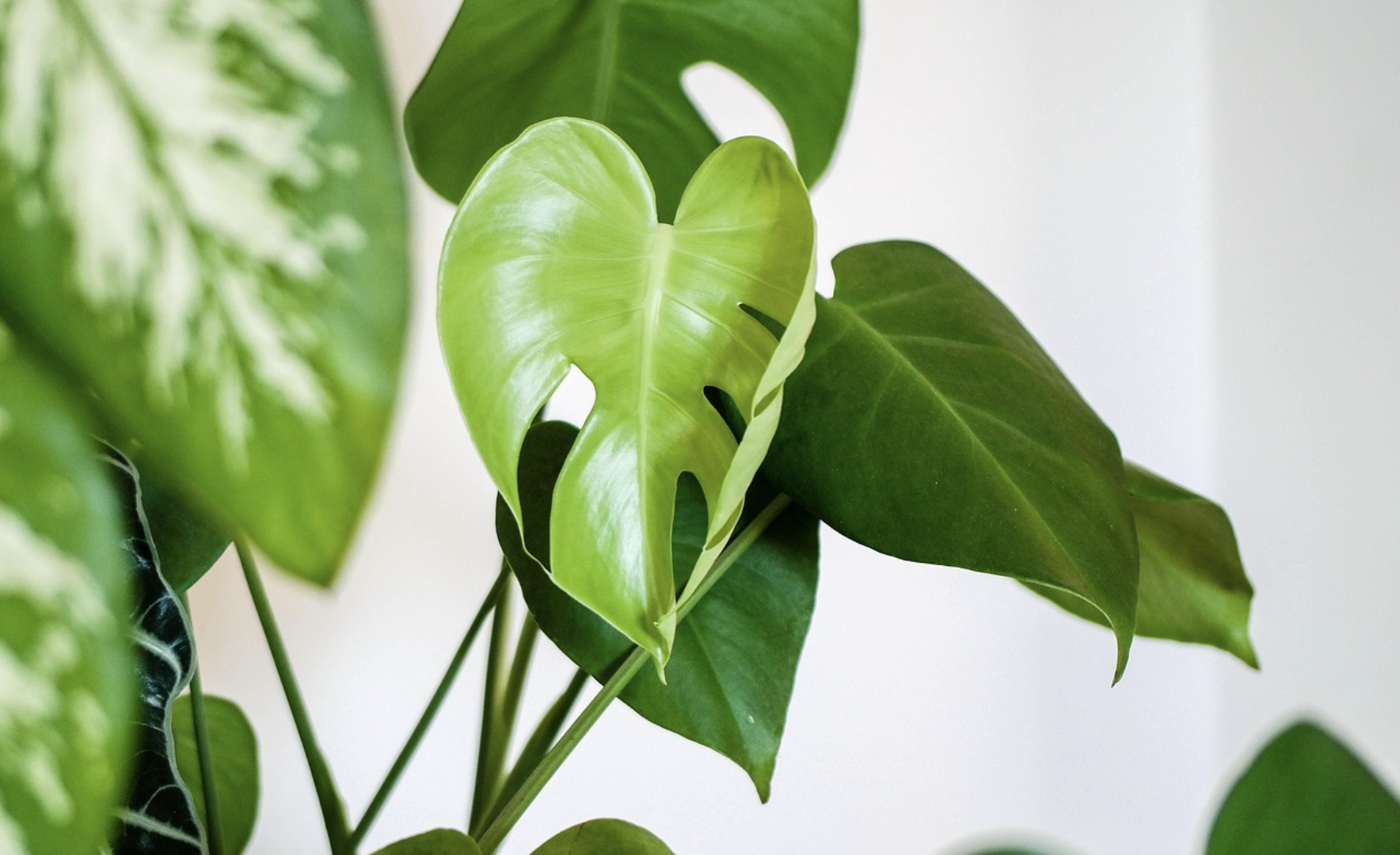 식물 영양제 사용법과 종류 (식물영양제 종류, 사용법, 효과)