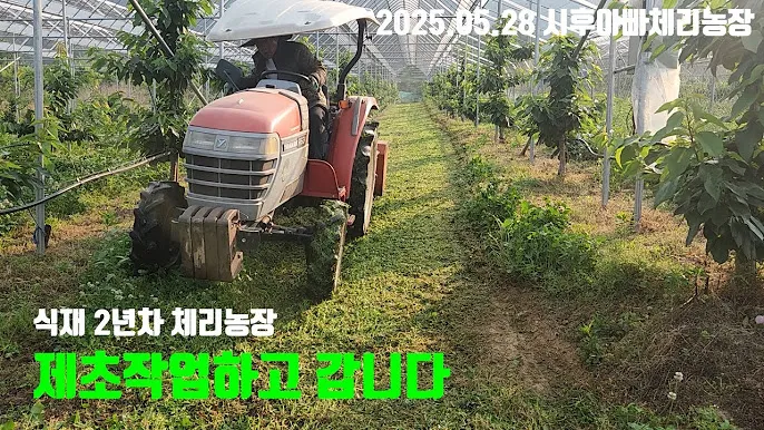 체리 재배 수분수 선택 전정 시기 열매 갈라짐 예방_7