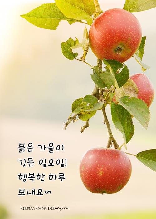 빨간-사과-이미지