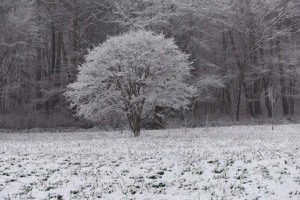 생생정보 수확의 달인 강원도 홍천 오대산 봄철 대표 봄나물 산마늘 주문방법 미쁨농장 산마늘 구매방법