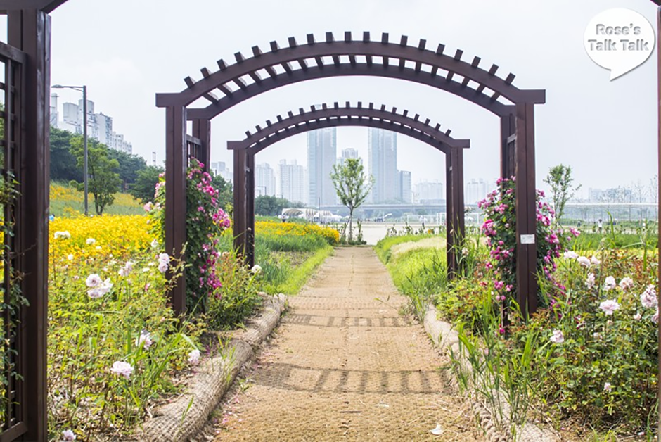 안양천벚꽃길