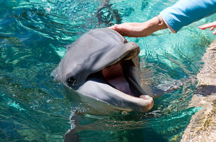 돌고래를 쓰다듬는 꿈