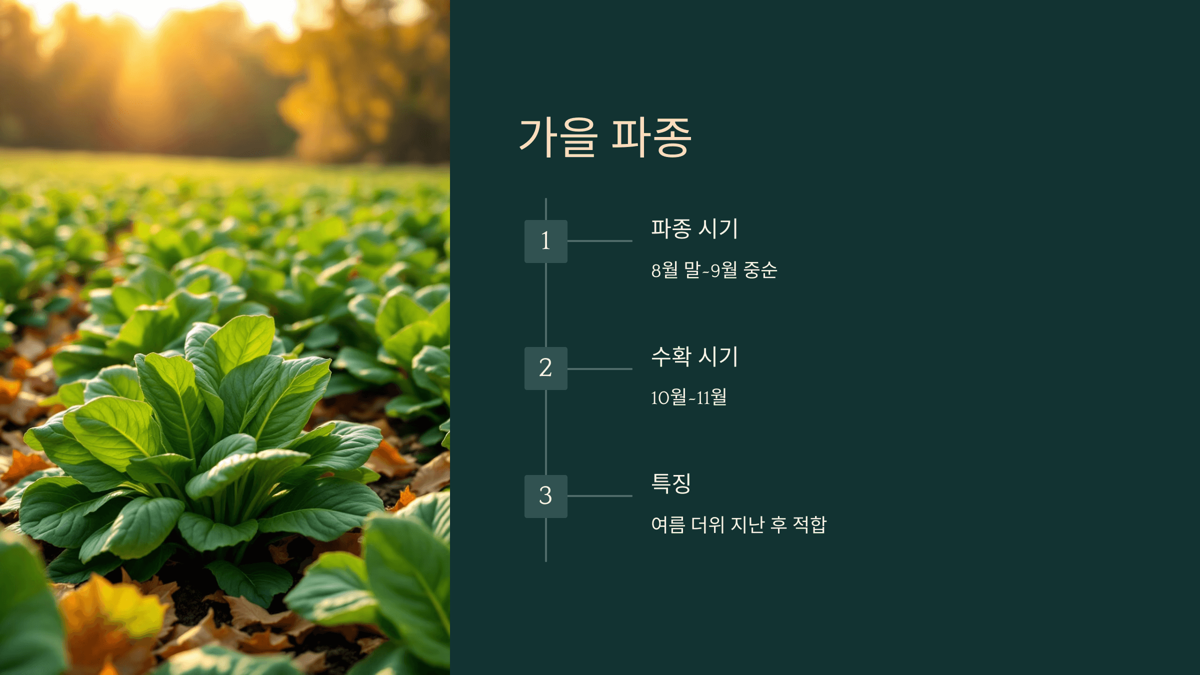 시금치 사진입니다.