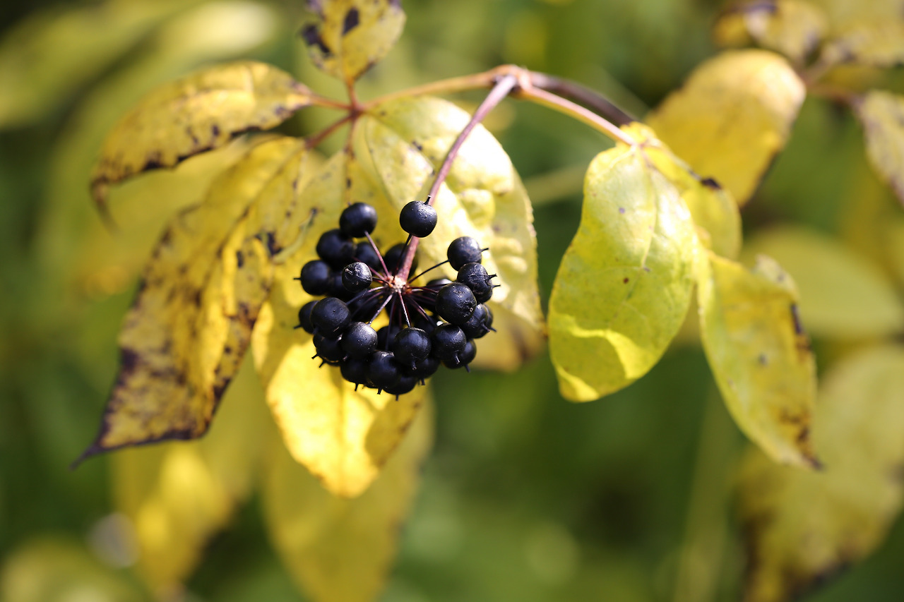 가시오가피순의 효능과 부작용 그리고 알아두어야 할 모든 것