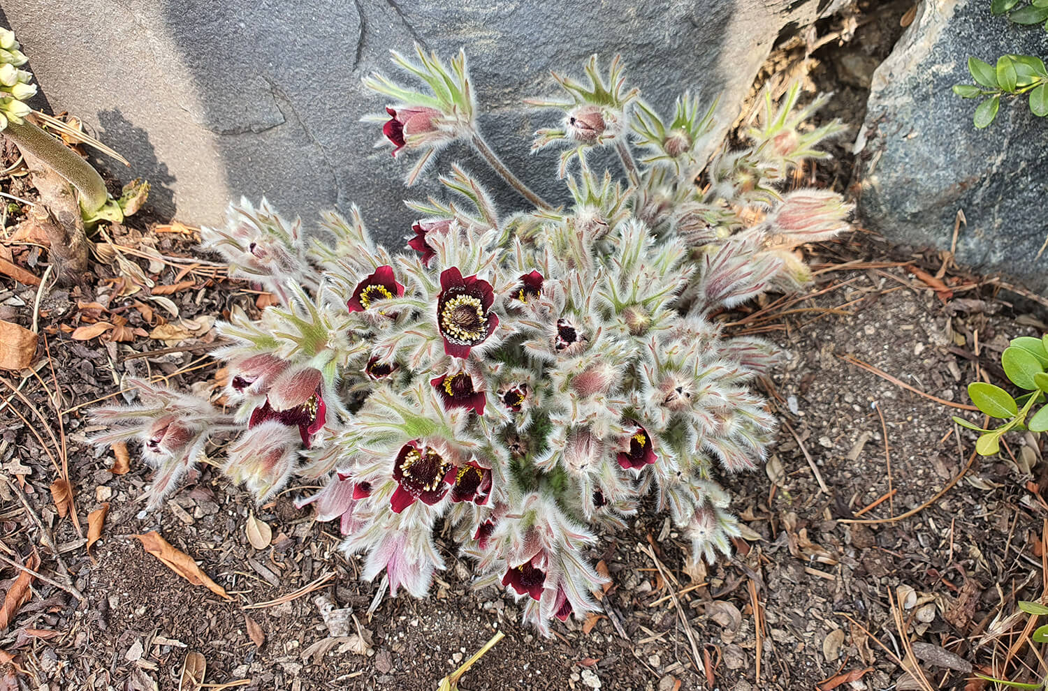 성남시식물원 할미꽃1