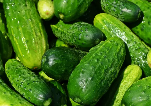 장폐색증-좋은음식-오이