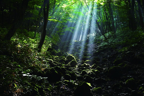 제주도-가볼만한곳-10곳-사려니숲길3