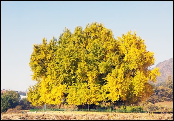 반계리 은행나무 절정 시기