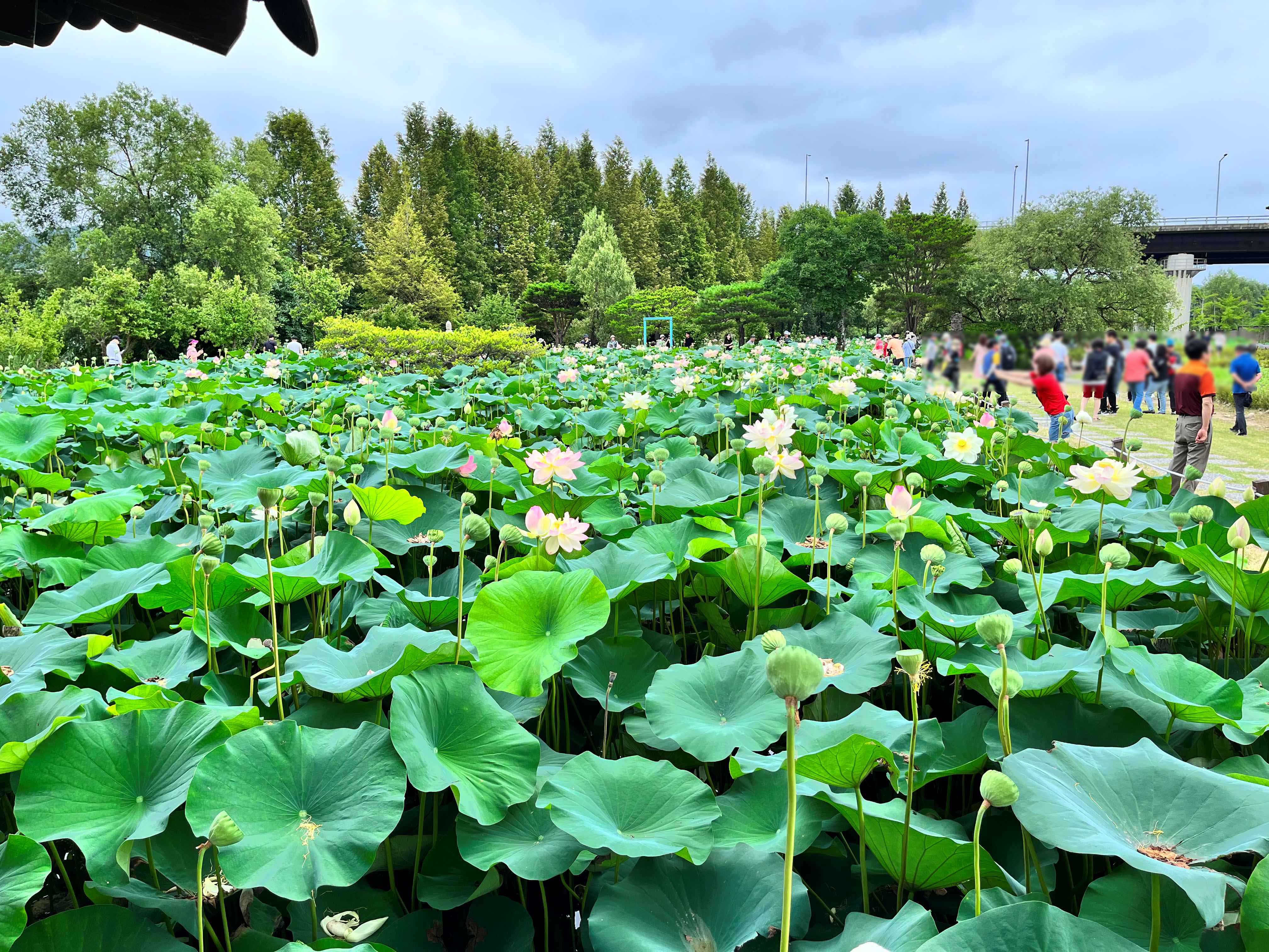 세미원 연꽃축제