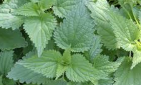 지역별 들깨 파종시기 비교 1