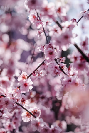 퍼스널 컬러별 봄 코디 추천: 벚꽃 나들이 커플 시밀러룩 트렌드 총정리