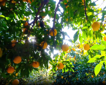 고흥 유자 축제_10