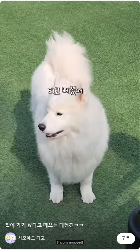 사모예드 티코의 삐진모습