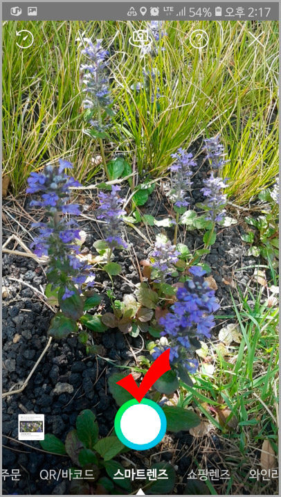 네이버 꽃 검색