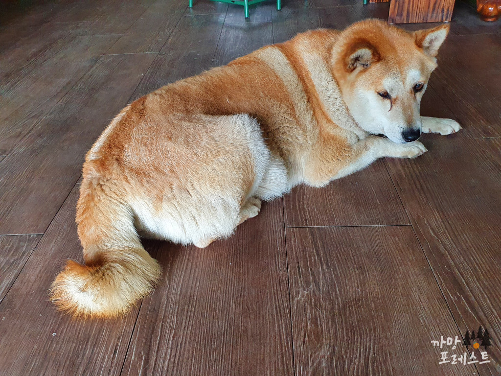 다금바리스타 강아지