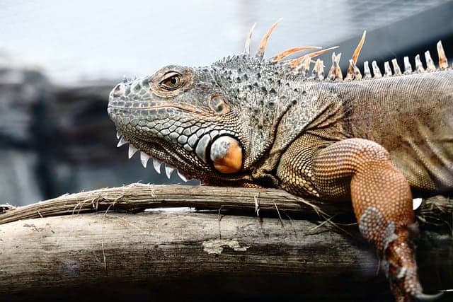 코모도 왕도마뱀(Komodo Dragon): 지구상 마지막 거대 도마뱀