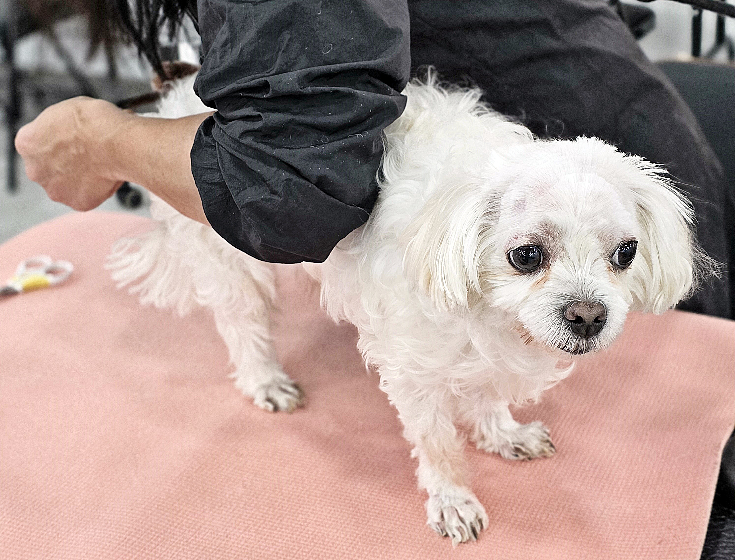 대전강아지미용학원