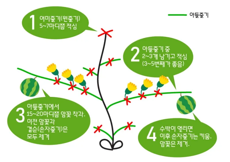 초보 수박 순치기 열매 크게 키우는 방법_3