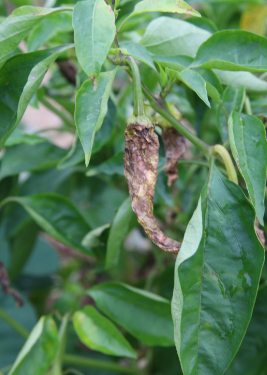 장마 대비 고추 농사 탄저병 방제 방법, 농약 추천(모두싹, 코프로싹S, 고추탄)