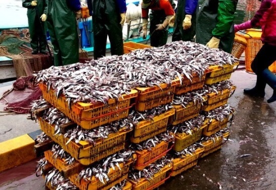 생생정보 생생현장 안동집 기장 대변항 맛집 멸치쌈밥맛집 2025기장멸치축제