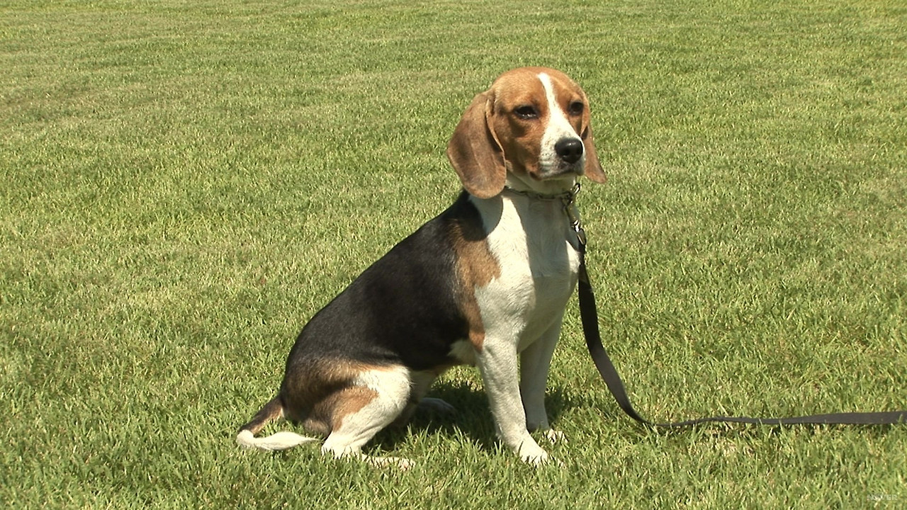 ▲ 강아지 종류 및 품종별 특징 총정리: 나에게 맞는 반려견 고르는 법 (사진 : 네이버 지식백과)