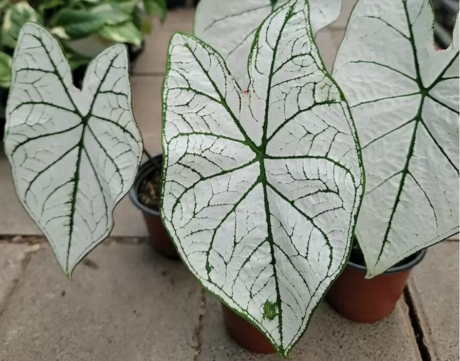 칼라디움 화이트 크리스마스