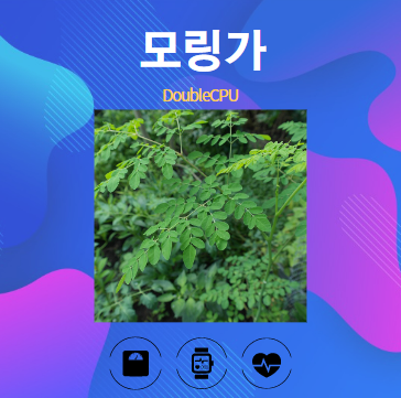 모링가 알아보기