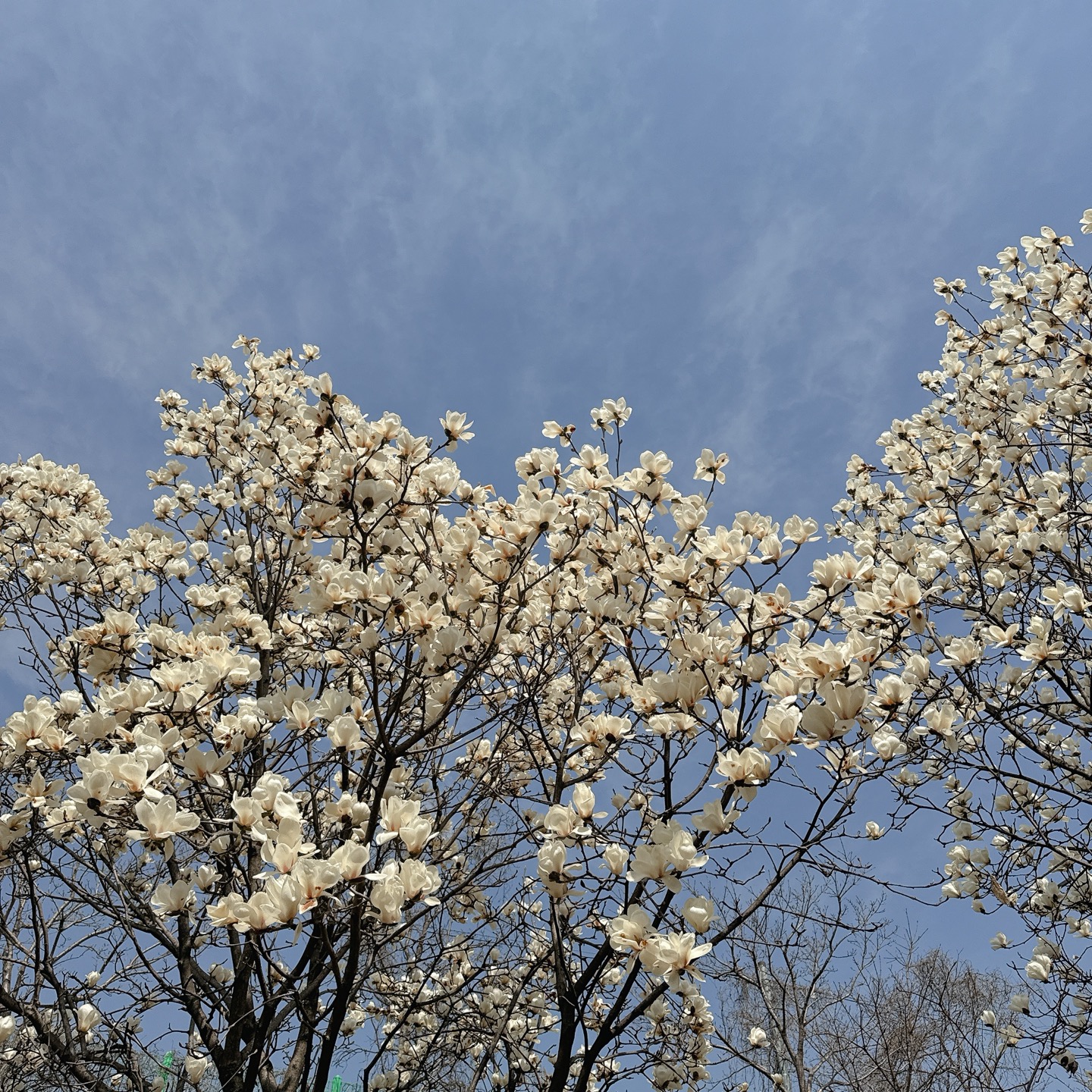 흥동 목련숲 실사