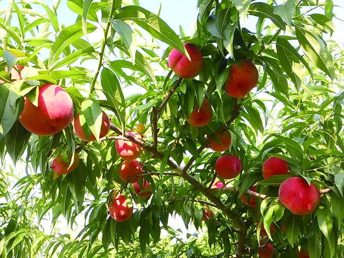 복숭아 재배 꽃 솎기 잎 따기 갈반병 방제_4