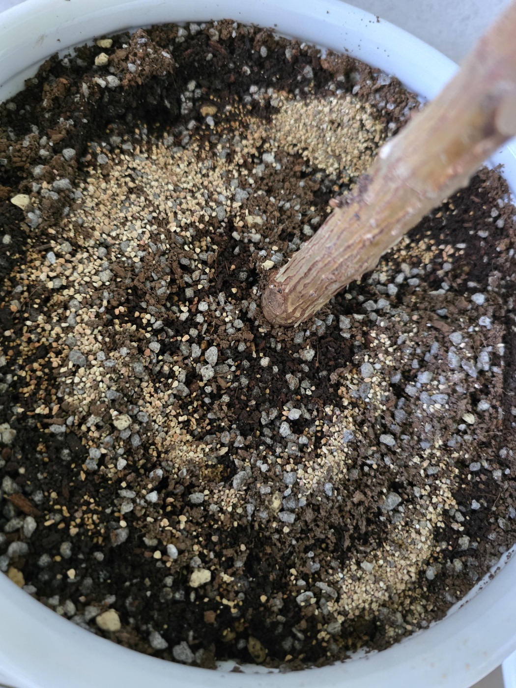 총진싹을 화분에 뿌려준 모습