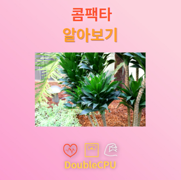 콤팩타 탐구