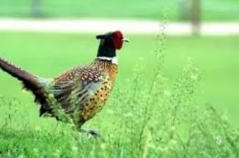 한글자 동물 이름과 두글자 동물 닉네임 정리본_7