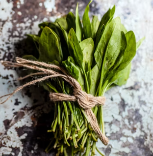 시금치 효능 부작용 고르는법 칼로리