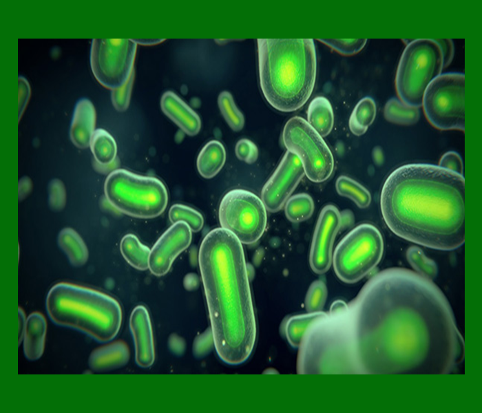 녹색변 대처방법 - 장내 유익균 보충하기