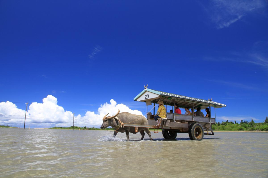 Ishigaki Water Buffalo Experience