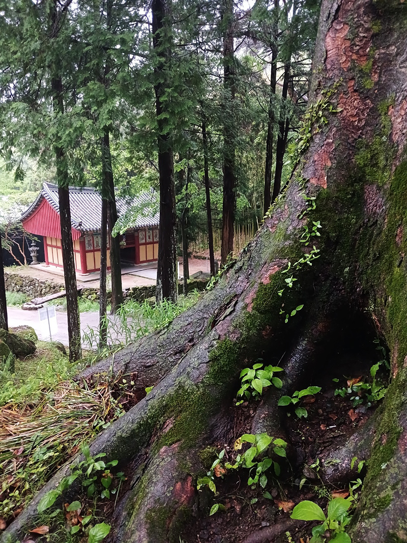 경남 쌍계사 템플스테이 신청 방법