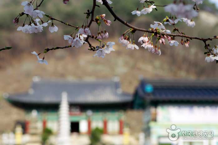 전국에서 가장 늦게 피는 &quot;벚꽃엔딩&quot;은? ❘마이산 벚꽃 여행