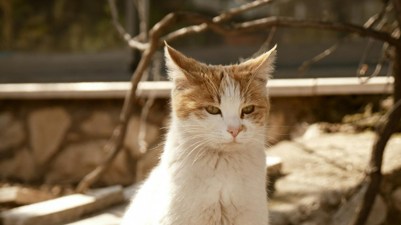 LOMO (Lack of Missing Out)