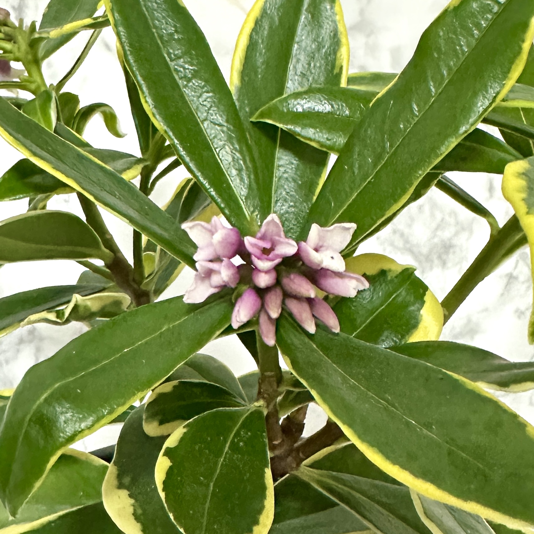 황금무늬 천리향 키우기