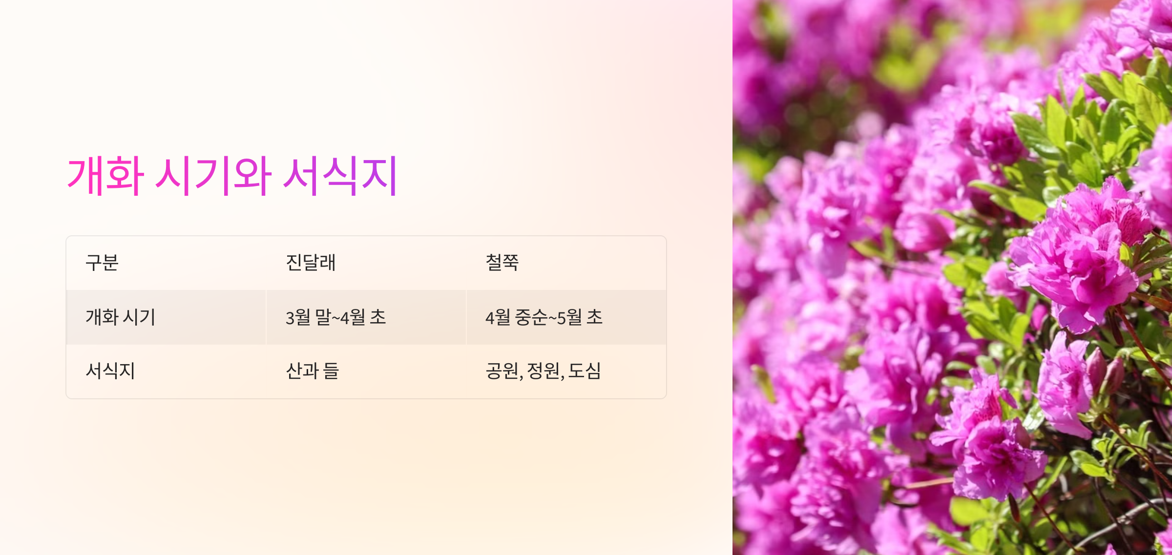 진달래와 철쭉