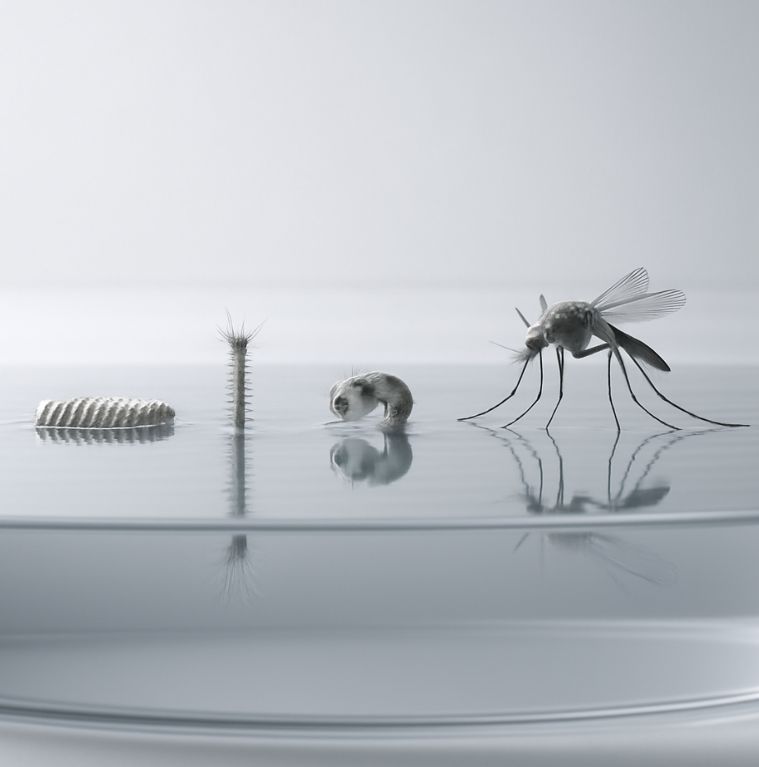 모기의 탄생&amp;#44; 녀석의 진짜 정체