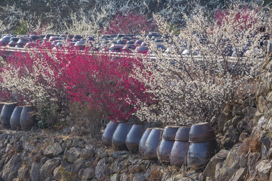 광양 가볼만한곳 - 홍쌍리 청매실농원