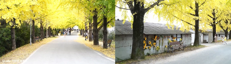 거창-의동마을-은행나무길